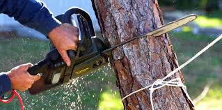 How Our Tree Care Process Works  in  Newellton, LA