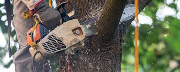 Best Tree Risk Assessment  in Newellton, LA