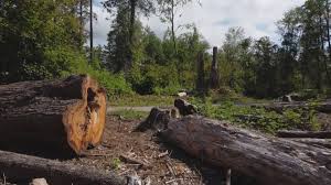 Best Storm Damage Tree Cleanup  in Newellton, LA