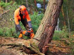  Newellton, LA Tree Services Pros