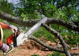 Best Tree Removal  in Newellton, LA