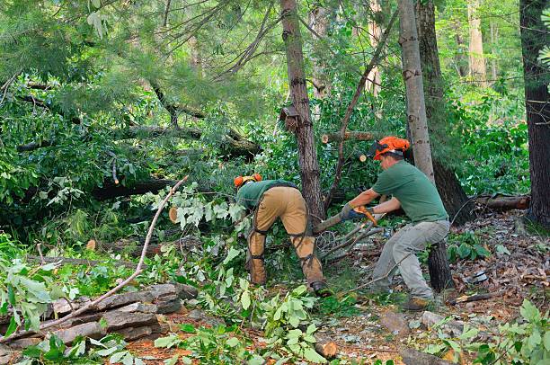 Reliable Newellton, LA Tree Services Solutions