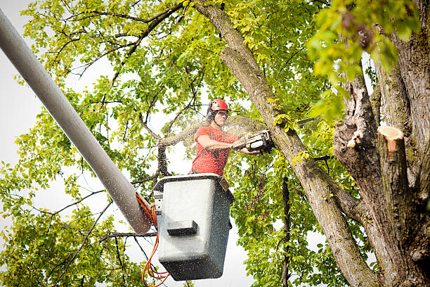 Best Hedge Trimming  in Newellton, LA